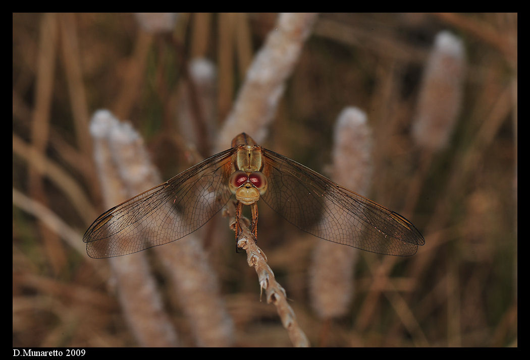 Libellula pronta al decollo...